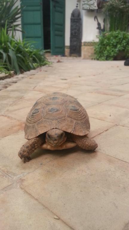 Hotel Dar Kleta Marrakesz Zewnętrze zdjęcie